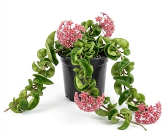 Hoya Hindu Rope Live Plant In Pot, Hanging Hoya Carnosa Compacta Green Plant, Succulent Vine, Indoor Plant, Low Maintenance Plant Rare Plant