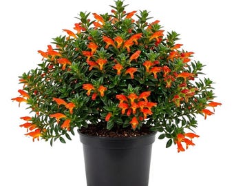 Trailing Goldfish Plant, Goldfish Plants Live Houseplants in 4 Inches Pot, Bright Blooms Flowers for Hanging Basket, Rare Indoor