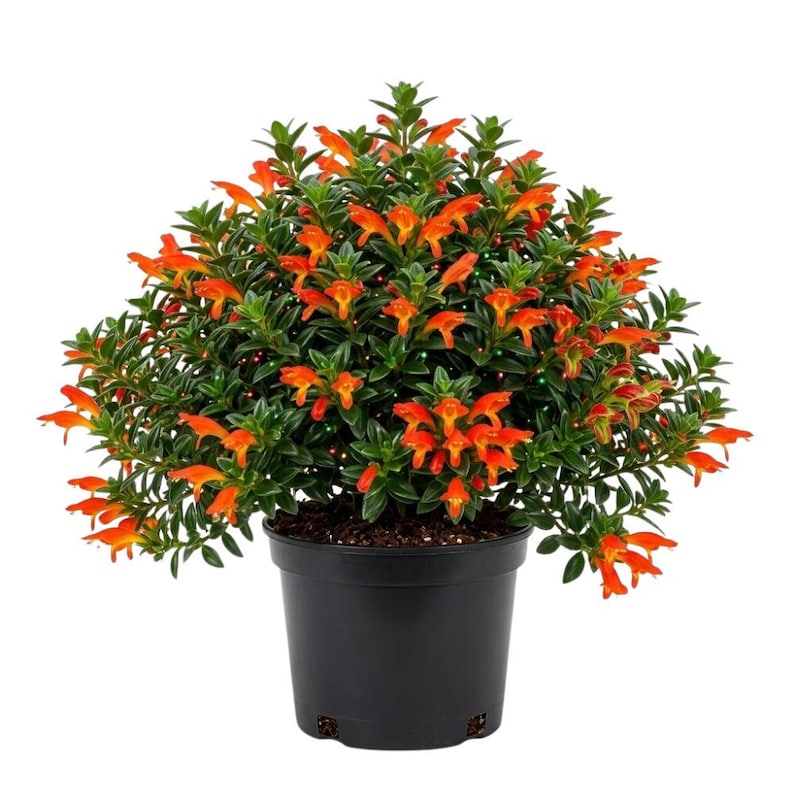 May include: A vibrant flowering plant in a black pot. The plant features bright orange, tubular flowers and lush green foliage. The pot is round and made of a dark plastic material. The plant is a lush, full bush.