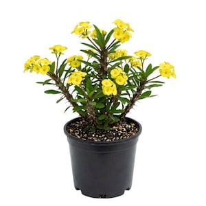 May include: A potted plant with vibrant yellow flowers and green leaves. The plant has thorny stems and is in a black plastic pot. The flowers are clustered at the ends of the stems, creating a bright display.