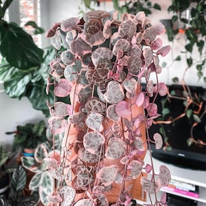 May include: A String of Hearts plant with trailing vines and heart-shaped leaves. The leaves display a mix of pink, green, and white variegation. The plant is in a dark pot, with other plants visible in the background.