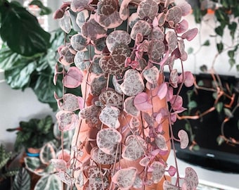 Variegated String of Heart Plant in Pot, Ceropegia Woodii Variegata, Trailing Succulent Vine for Indoor Planting