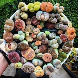 May include: A close-up of a white bowl filled with a variety of colorful living stones. The succulent plants display a range of colors, including green, orange, brown, and purple. The plants have a unique, rounded shape and textured surfaces.