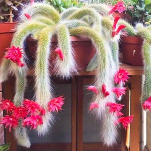 May include: A potted cactus with long, trailing stems covered in white hairs and vibrant red flowers. The cactus is in a brown pot, and the flowers are in full bloom, adding a pop of color to the green and white plant.