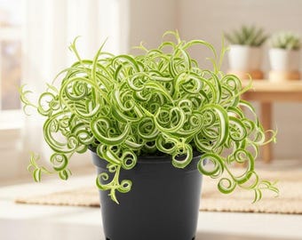 Curly Spider Live Plant, Variegated Spider Plant, Chlorophytum Curly Spider Airplane Plants for House Decor