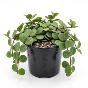 Peperomia Hope Live Plant, 3-6 Inches Tall in 2" Pot, Compact Indoor Houseplant with Round Leaves