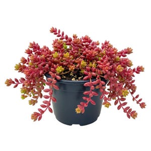 May include: A potted succulent plant with trailing stems and small, fleshy leaves. The leaves transition from red to yellow-green, creating a vibrant color contrast. The plant is in a dark blue-gray plastic pot, suitable for indoor or outdoor use.