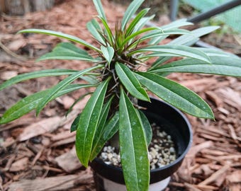 Palma de Madagascar - Pachypodium lamerei - 4 a 6 pulgadas (10-15 cm) - Tallo caudiciforme suculento
