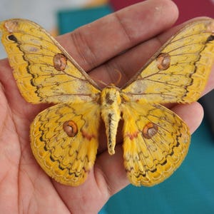 Äkta Loepa formosensis Torkad stängd/spridningsvingad fjärilsexemplar, äkta silkesmalsexemplar, naturlig insektsamling, entomologisk dekor