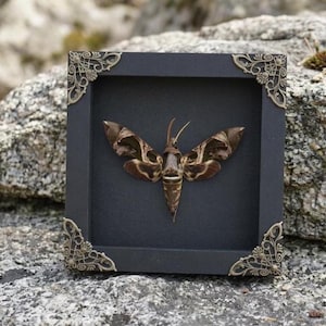 Può includere: Una cornice quadrata nera a cassetta contenente una falena preservata con ali dai motivi marroni e color cuoio. La cornice presenta decorazioni angolari in filigrana color oro metallizzato, che creano un contrasto con lo sfondo scuro.