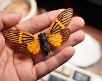 Real Cicada Beetle Dried Insect Dead Bug Entomology Mounted Specimen Wings Taxidermy