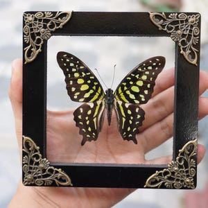 May include: A framed butterfly specimen. The butterfly has black and yellow markings on its wings, and is displayed in a black square frame with ornate corner details. The frame is held in a person's hand.