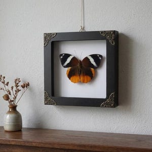 May include: A framed butterfly specimen with black, white, and orange wings. The butterfly is displayed in a square black frame with decorative corner accents. The frame is hanging on a white wall.