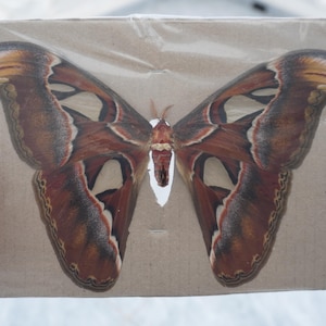 May include: A preserved Attacus atlas moth specimen mounted on a rectangular piece of brown cardboard and encased in a clear plastic sleeve. The moth features large, intricate wings with shades of brown, tan, and cream, and distinct snake-like tips.