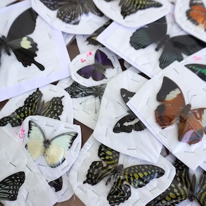 May include: A collection of various butterflies, pinned to white paper squares. The butterflies display a range of colors, including black, orange, yellow, and blue, with intricate patterns on their wings. Some are partially visible.