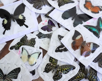 Random Pieces Mixed Dried Butterflies | Closed/ Spread Wings Specimens | Real Butterfly Collection