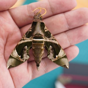 Real Oleander Hawk-moth Dried Closed/ Spread-Wing Butterfly Specimen, Taxidermy Display, Home Decor