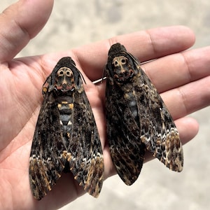 Könnte beinhalten: Zwei Totenkopfschwärmer mit dunkelbraun und schwarz gemusterten Flügeln. Jeder Falter weist eine markante, helle, totenkopfähnliche Zeichnung auf dem Thorax auf. Die Flügel zeigen komplexe, gesprenkelte Texturen mit feinen orangefarbenen und weißen Akzenten.