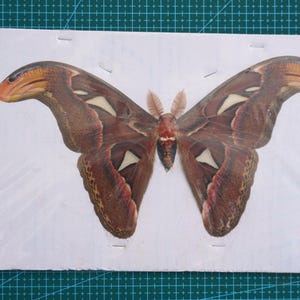 Puede incluir: Un espécimen preservado de mariposa Atlas, que muestra intrincados patrones en las alas en tonos marrón, rojo y crema. La mariposa está montada sobre una tarjeta blanca, encerrada en plástico transparente y grapada. La envergadura es de aproximadamente 25 cm.