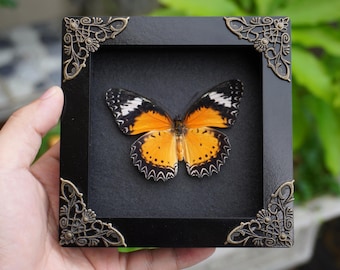 Real Framed Male Leopard Lacewing Taxidermy Insect Shadow Box Bug Taxidermy Frame Wall Art Decoration Bookshelf Decor Oddities Decor