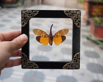 Real Framed Cicada Shadow Box Bug Insect Frame Taxidermy Taxadermy Wall Art