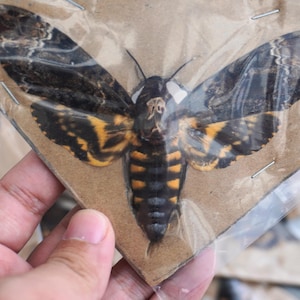 Puede incluir: Un espécimen preservado de la esfinge de la calavera. La polilla presenta un llamativo patrón de negro, amarillo y marrón en sus alas y cuerpo. El espécimen está montado sobre un respaldo de cartón y encerrado en plástico transparente.