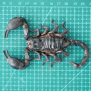 Real Scorpion Mounted Dried Beetle Dead Insect Bug Entomology Taxidermy Oddity Curiosity Home Decor