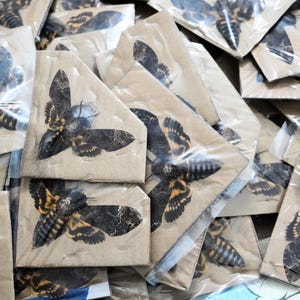 May include: A collection of Death's-head hawkmoth specimens, each mounted on a small, tan paper backing and sealed in clear plastic. The moths have black and yellow markings. The wings are spread, showcasing their intricate patterns.