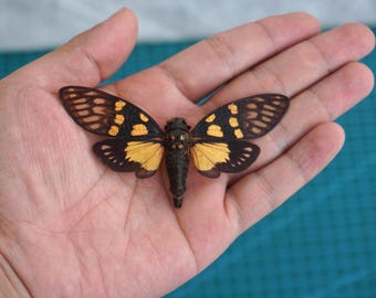 Real Cicada Beetle Dried Insect Dead Bug Entomology Mounted Specimen Wings Taxidermy