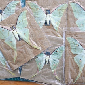 Real Lunar Moth Butterfly– Actias Selene Dried Spread-Wing Specimen Entomology Collection