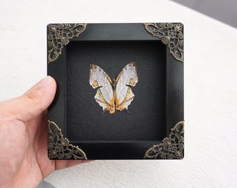 Real Framed Cyrestis Thyodamas Butterfly Taxidermy Insect Shadow Box Bug Taxidermy Frame Wall Art Decoration Bookshelf Decor Oddities Decor