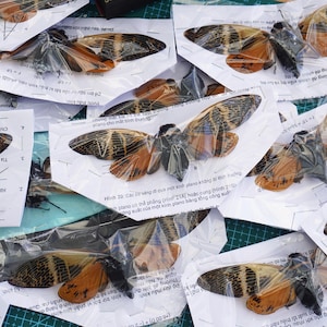 May include: A collection of preserved cicadas, each individually sealed in clear plastic packaging attached to white paper cards printed with black text and diagrams. The insects feature prominent translucent wings with dark brown patterns.