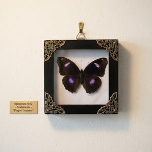 May include: A framed butterfly specimen. The butterfly is dark purple and black with purple spots. The black frame has decorative corner details. A small plaque below reads "Specimen #042 - Apatura iris - 'Purple Emperor'".