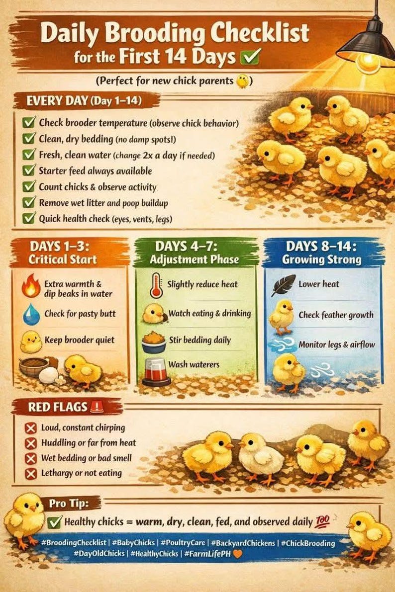Chick Brooding Checklist | Raising Chicks Guide, Feeding, Health ...