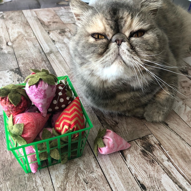 May include: A gray Exotic Shorthair cat with yellow eyes looks at the camera. A green plastic basket contains several fabric strawberry toys. One strawberry toy is outside the basket. The strawberries are pink, red, and maroon with green felt leaves.