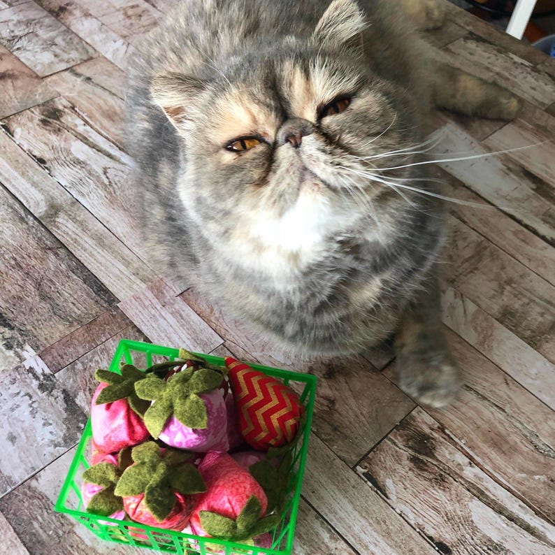 Puede incluir: Un gato Exotic Shorthair gris y marr&oacute;n mira hacia arriba. Una cesta de pl&aacute;stico verde contiene varios juguetes para gatos con forma de fresa rosa y roja con hojas de fieltro verde. Un juguete es rojo con un patr&oacute;n de chevr&oacute;n dorado.
