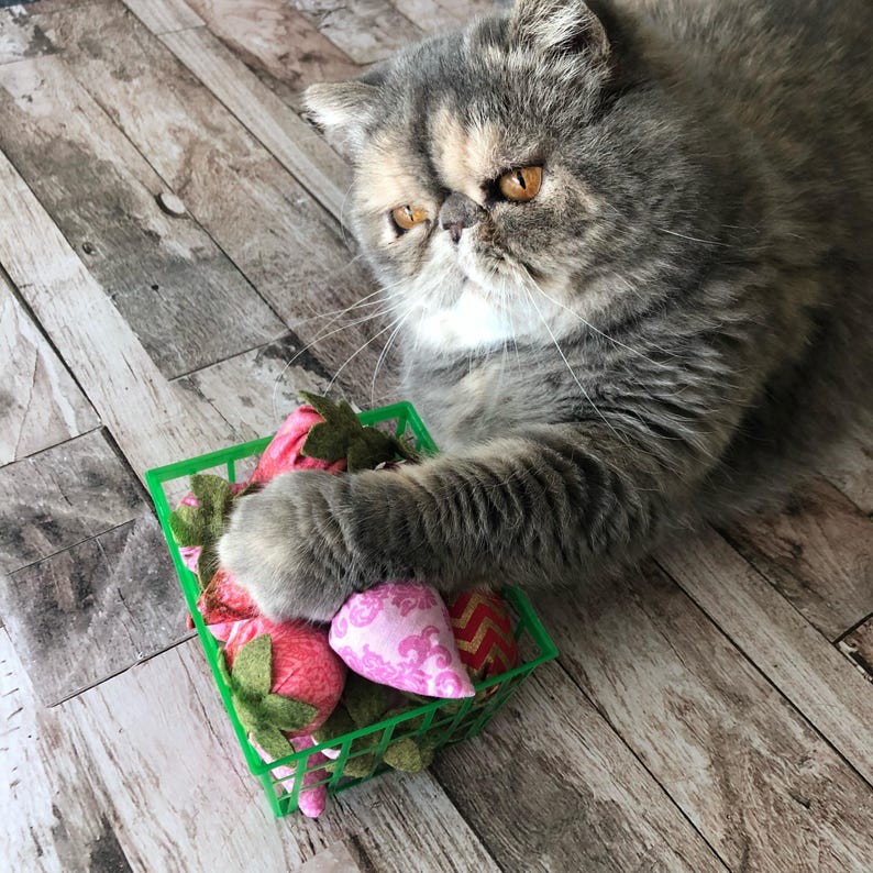 May include: A gray and tan Exotic Shorthair cat with orange eyes, holding a green basket filled with cat toys shaped like strawberries and other shapes. The cat is lying on a wooden floor.