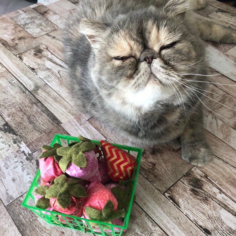 Puede incluir: Un gato gris y blanco con los ojos cerrados yace cerca de una cesta de pl&aacute;stico verde llena de juguetes para gatos con forma de fresa. Los juguetes son rosas y rojos con hojas de tela verde. Un juguete es dorado con un patr&oacute;n de chevr&oacute;n rojo.