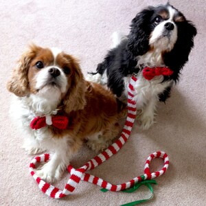 May include: Two Cavalier King Charles Spaniels wearing red and white striped bow ties and a matching red and white striped lead. The dogs are looking up at the camera.