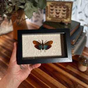 May include: A rectangular black frame containing a preserved lanternfly specimen with brown, white-spotted forewings and vibrant teal hindwings. The insect is mounted against a textured, off-white background within the shadow box display.