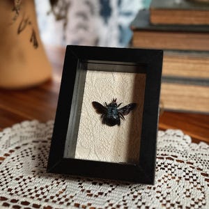 May include: A small, black rectangular shadow box frame containing a preserved dark blue-black insect specimen centered on a cream-colored background with a subtle, raised floral lace pattern. The frame has a smooth, matte black finish.