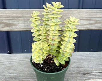 Bunte Knopfschnur, Crassula Perforata in 8 cm-Topf