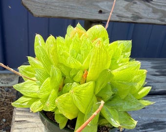 Haworthia cymbiformis, Haworthia de ventana. Maceta de 8,25 cm.