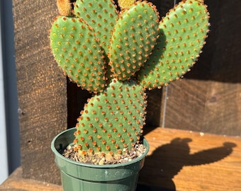 Cinnamon Bunny Ear Cactus