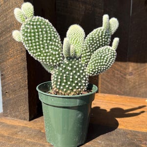 Bunny Ear Succulent - Etsy