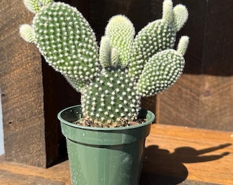 White Bunny Ear Cactus Live Potted Flowering Plant
