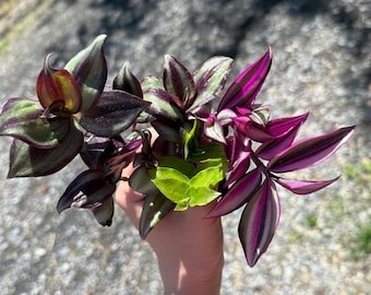 Dark Desire Wandering Dude - Tradescantia Jose Puig - Rare - Live