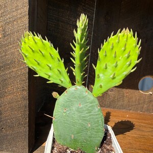 Kaktusfeige 4 inch Pot