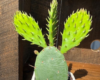 Cactus de nopal en maceta de 10 cm