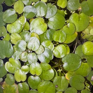 May include: Close-up of aquatic plants with round, bright green leaves floating on the water's surface. The leaves have a smooth texture and are densely packed together, creating a vibrant, natural pattern. Some leaves have a slight sheen.